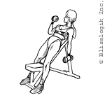 Incline Alternated Biceps Curl Dumbbell exercises for biceps muscles
